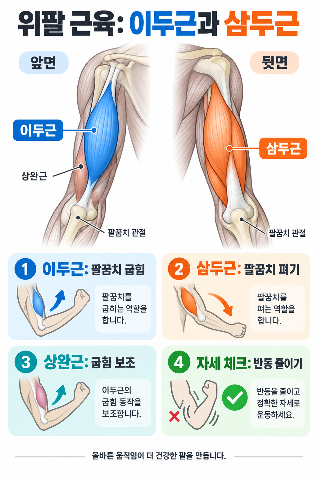팔 근육 명칭 쉽게 정리: 위치·기능·운동 시 주의점 관련 정보 카드