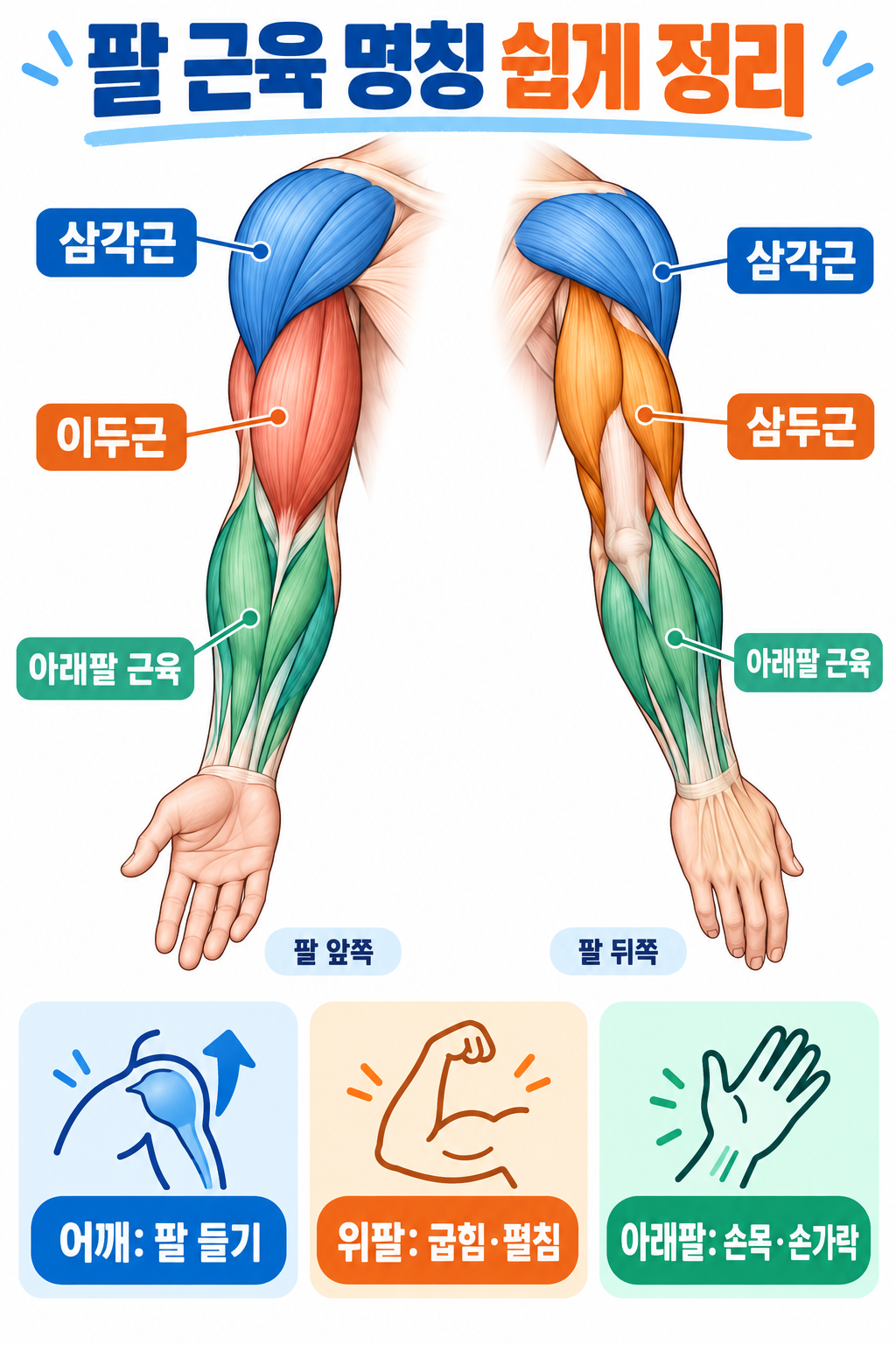 팔 근육 명칭 쉽게 정리: 위치·기능·운동 시 주의점 정보 카드
