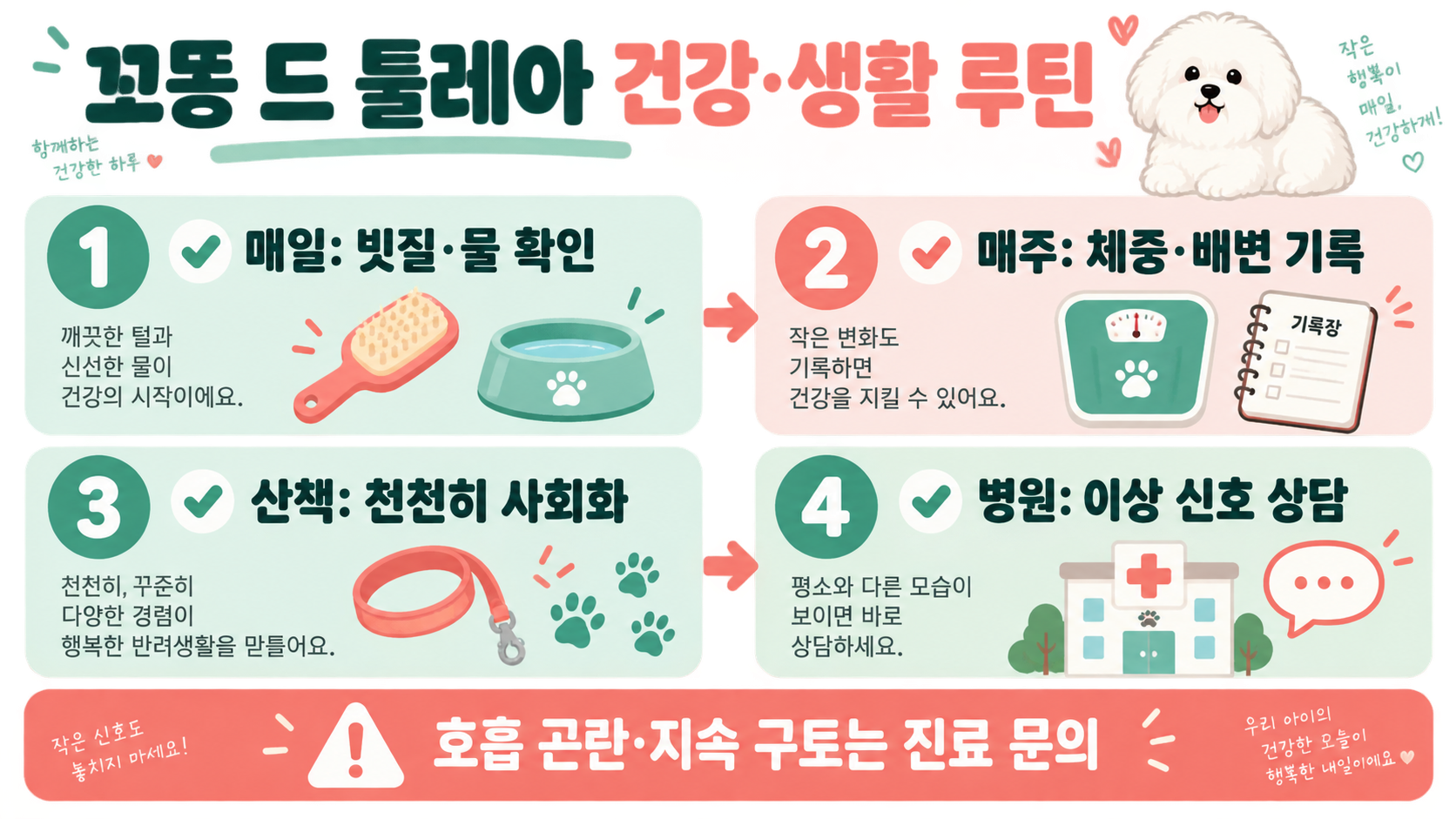 꼬똥 드 툴레아 입양 전, 초보 견주가 확인할 8가지 확인 정보 카드