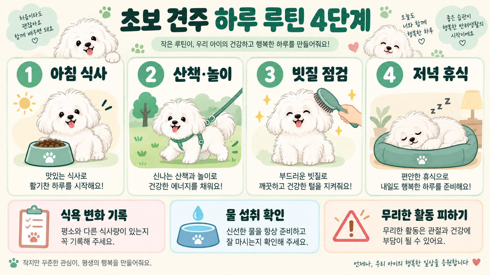 꼬똥 드 툴레아 입양 8개월: 초보 견주 생활 관리 가이드 관련 정보 카드