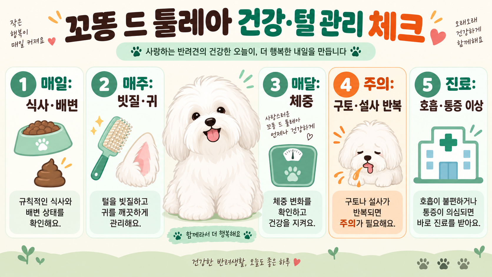 꼬똥 드 툴레아 입양 8개월: 초보 견주 생활 관리 가이드 확인 정보 카드