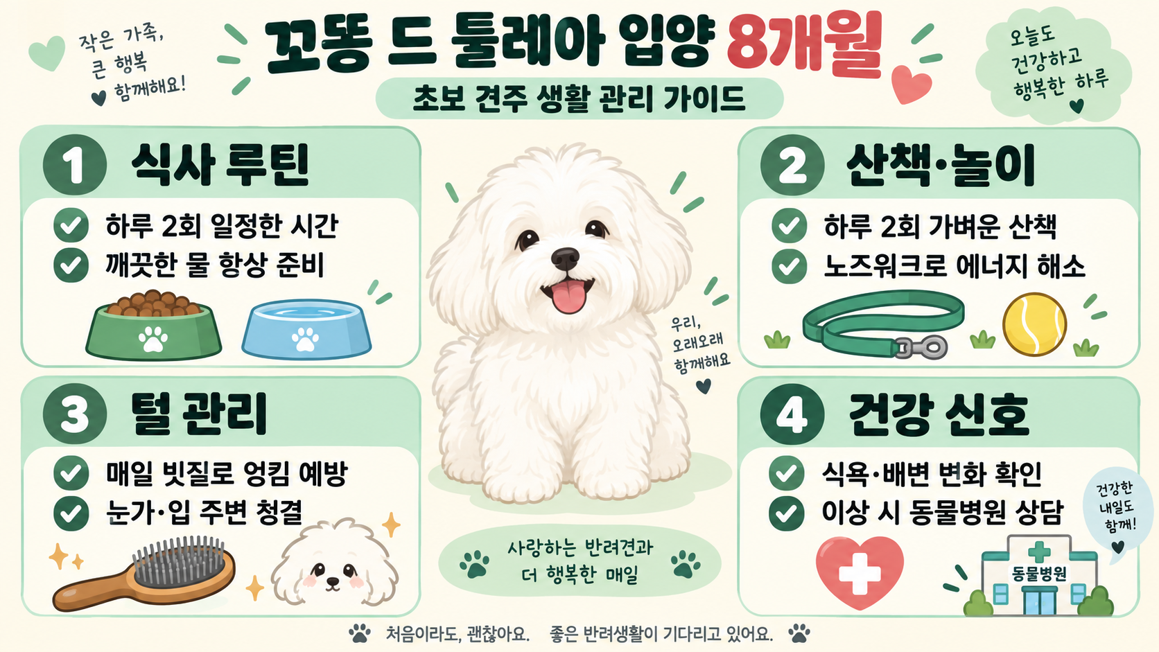 꼬똥 드 툴레아 입양 8개월: 초보 견주 생활 관리 가이드 정보 카드