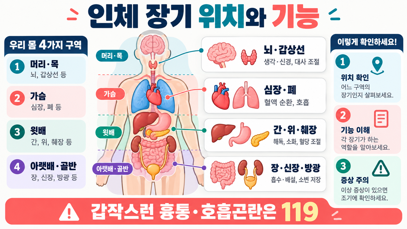 인체 장기 위치와 기능: 주요 장기별 역할과 확인 방법 대표 이미지