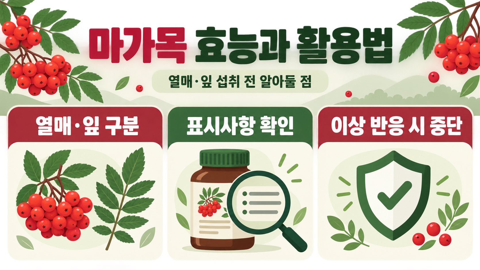 마가목 효능과 활용법: 열매·잎 섭취 전 알아둘 점 정보 카드