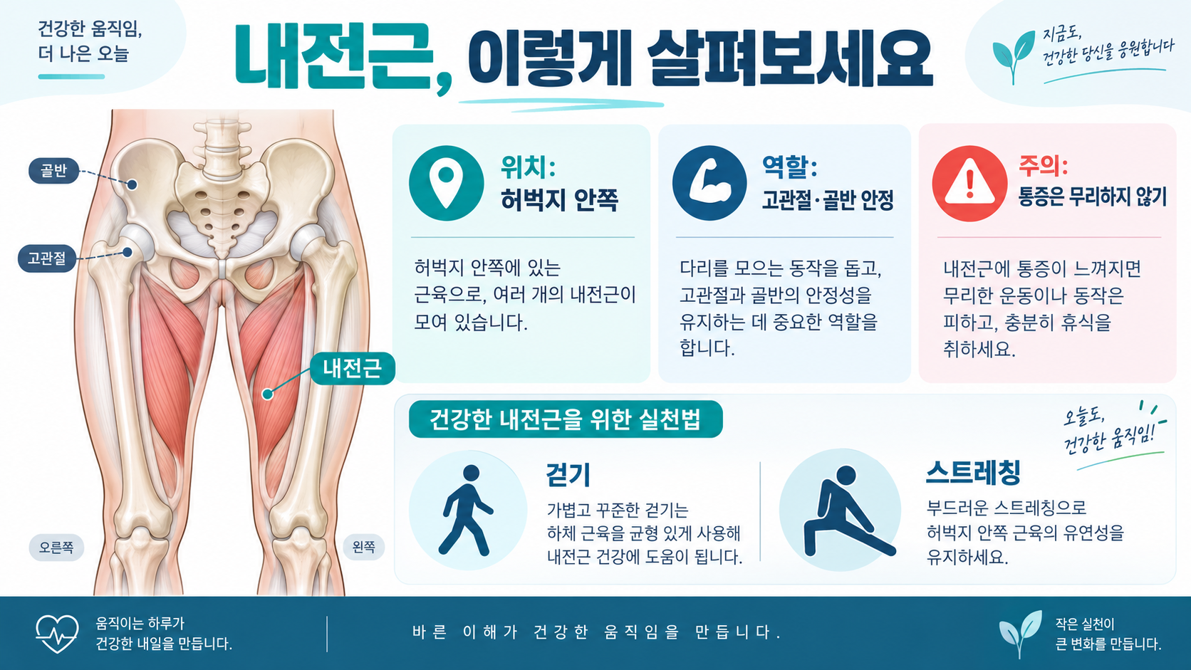 내전근 이해와 안전한 관리: 위치·역할·운동 전 체크포인트 정보 카드